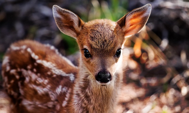 Bambi Le Bebe Faon Capricieux Non Je Veux Rester Dans Les Bras De Mon Maitre