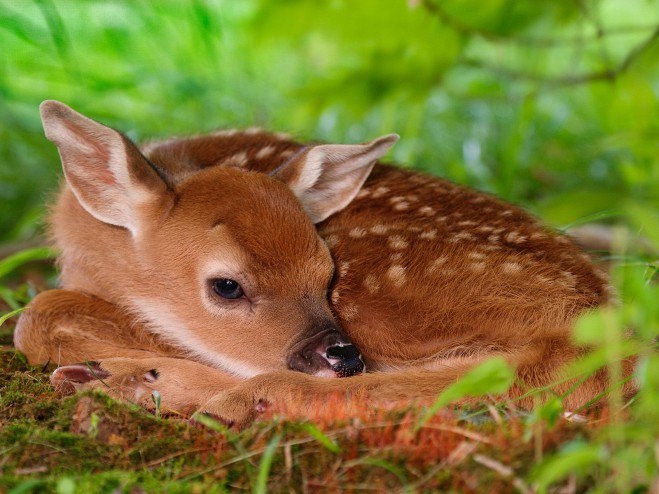 Bambi Le Bebe Faon Capricieux Non Je Veux Rester Dans Les Bras De Mon Maitre