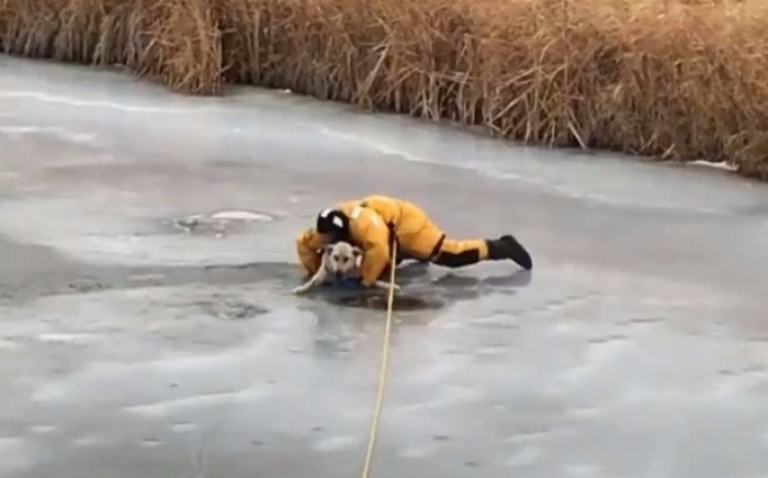 Le sauveteur de ce chien coincé dans l'eau gelée évite le pire !