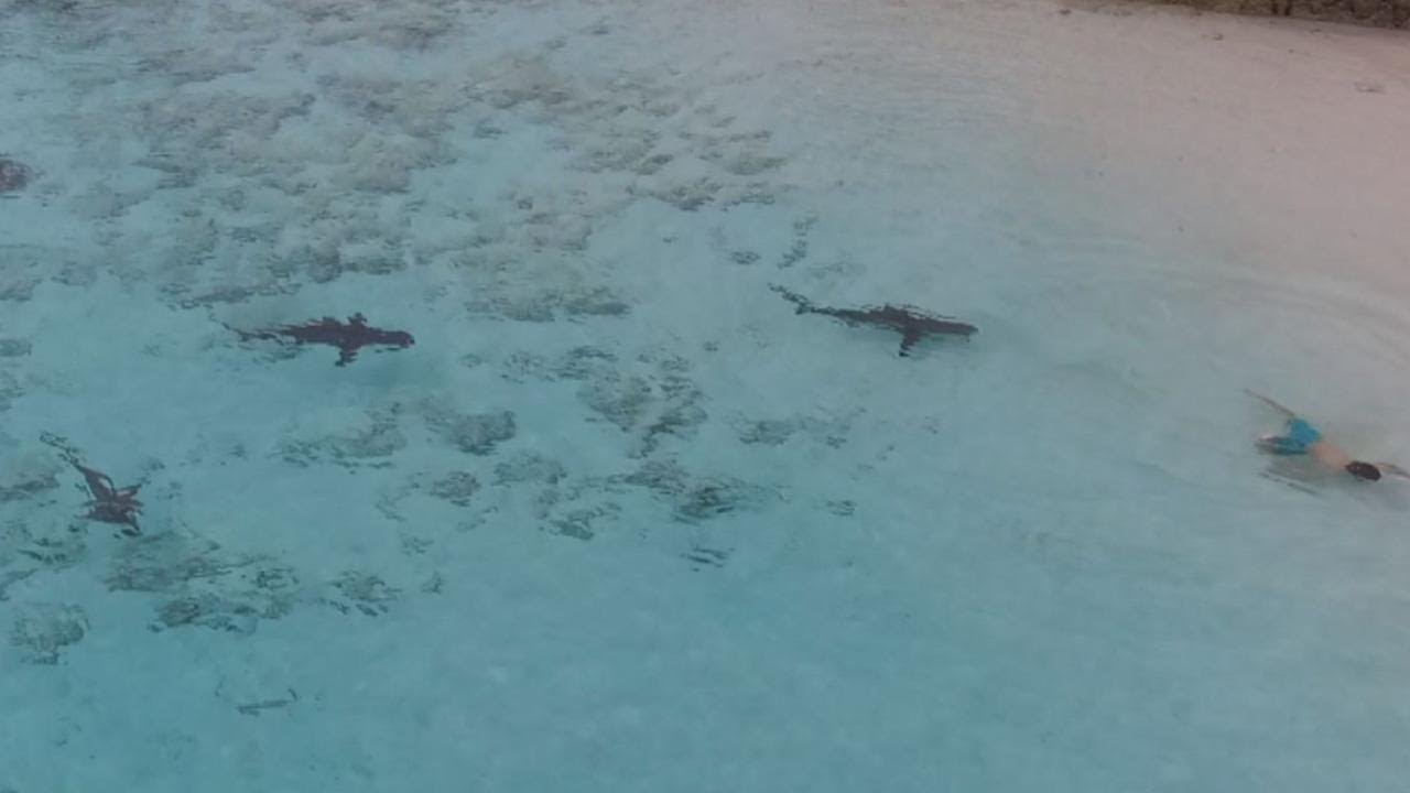 Bahamas : Un enfant se jette dans une eau infestée de requins !