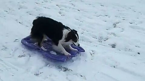 Ce chien n’a besoin de personne pour faire de la luge