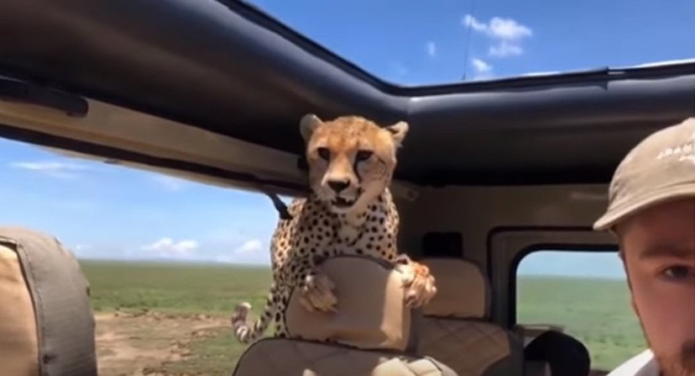 Safari : un guépard grimpe dans la voiture d'un touriste