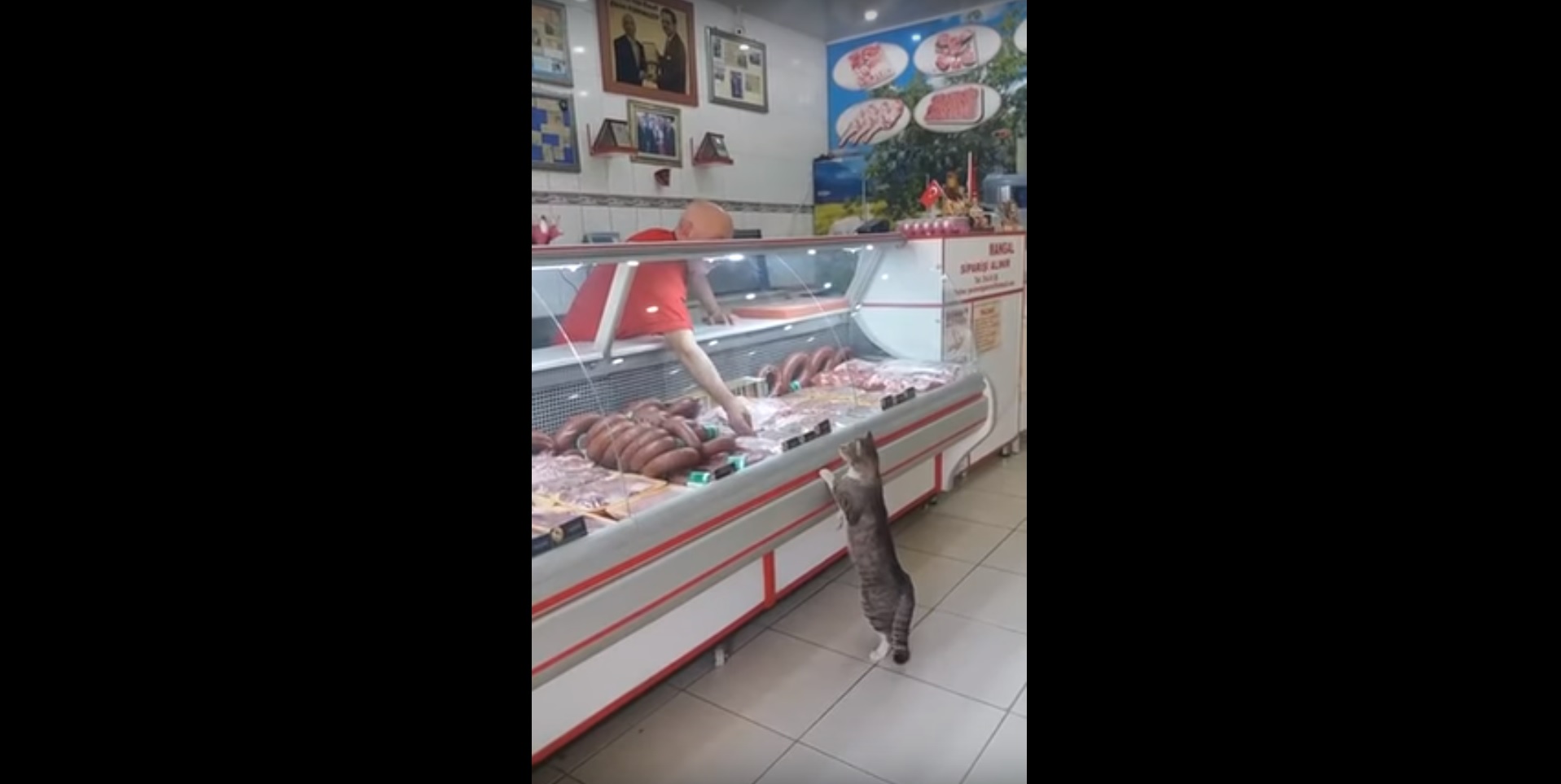 Trop mignon : Un chat devient un client régulier d'une boucherie