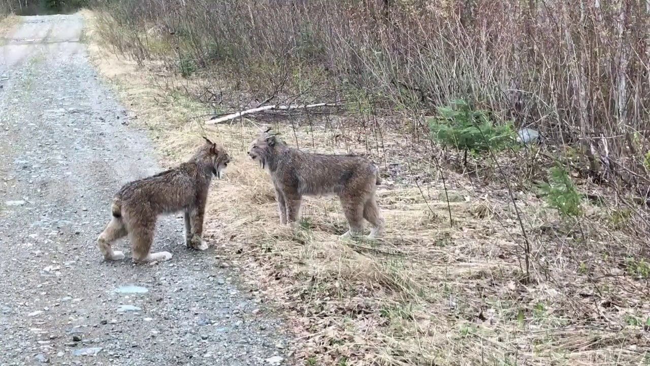 Quand une dispute entre deux lynx affole le web