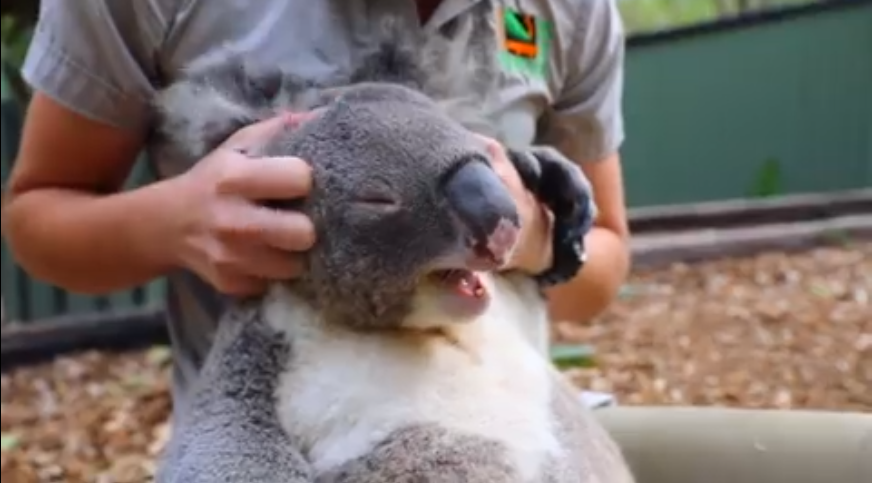 Cet adorable petit koala va vous faire craquer !