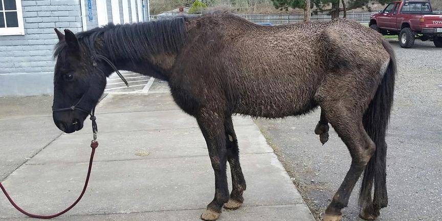 États-Unis : Un cheval poursuit son ancienne maîtresse pour maltraitance