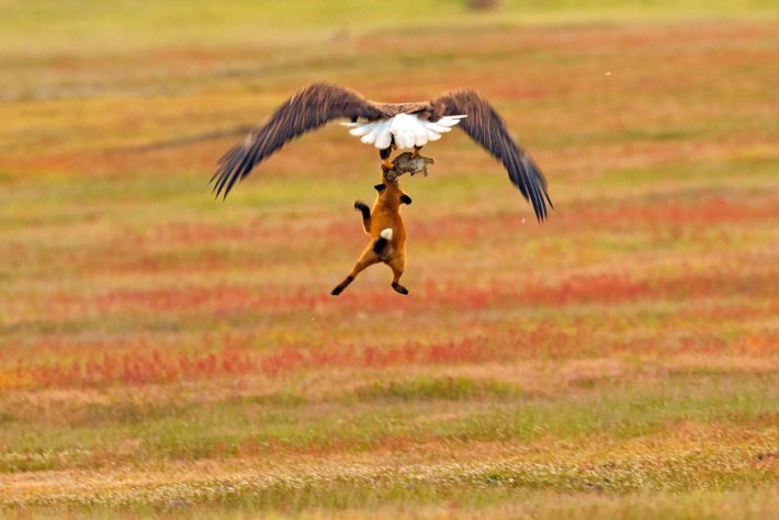 Un aigle tente de subtiliser le lapin de la gueule d’un renard !