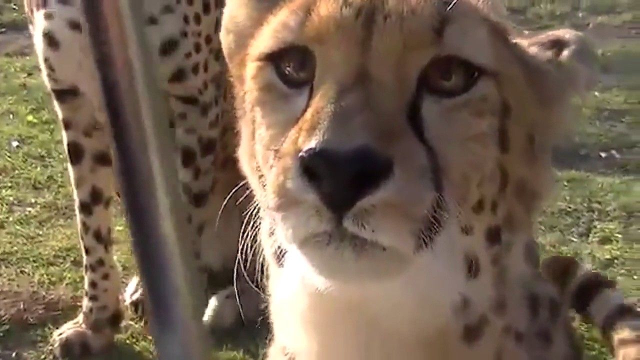 Ce guépard miaule comme un chat !