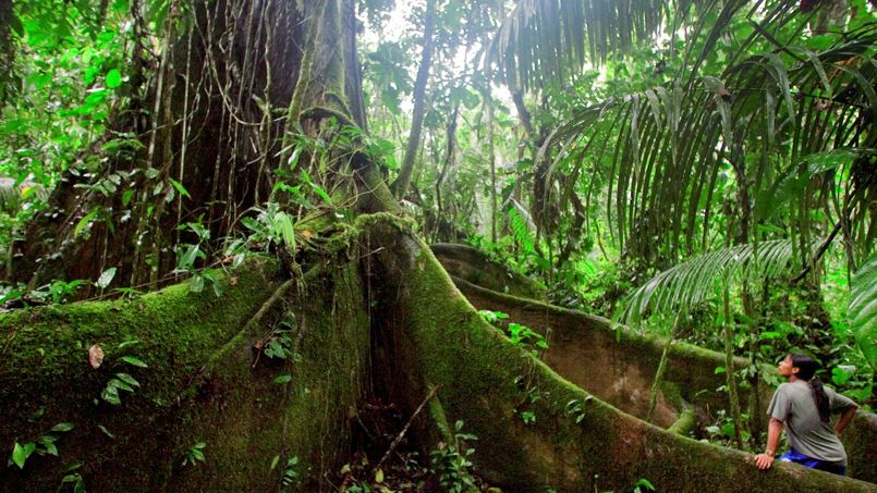 Depuis 22 ans, cet Indien vit seul dans la forêt amazonienne