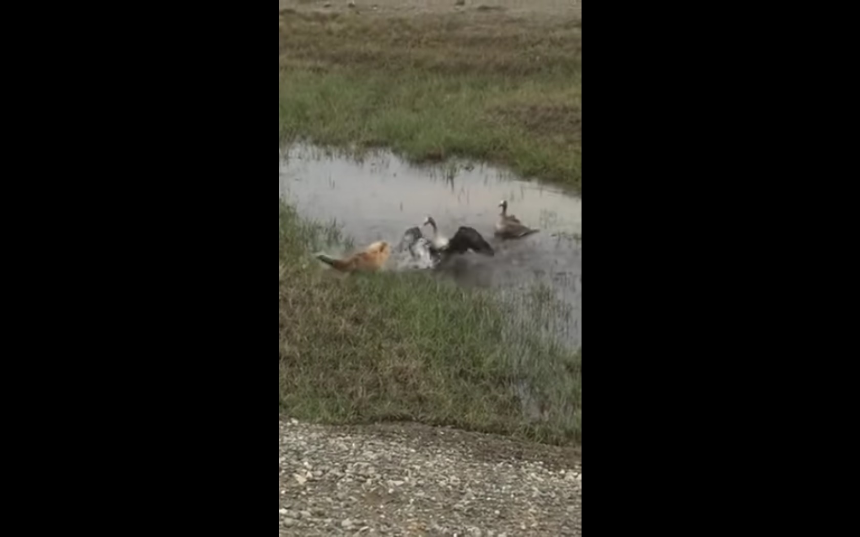 Deux oies défendent leurs petits face à un renard affamé !