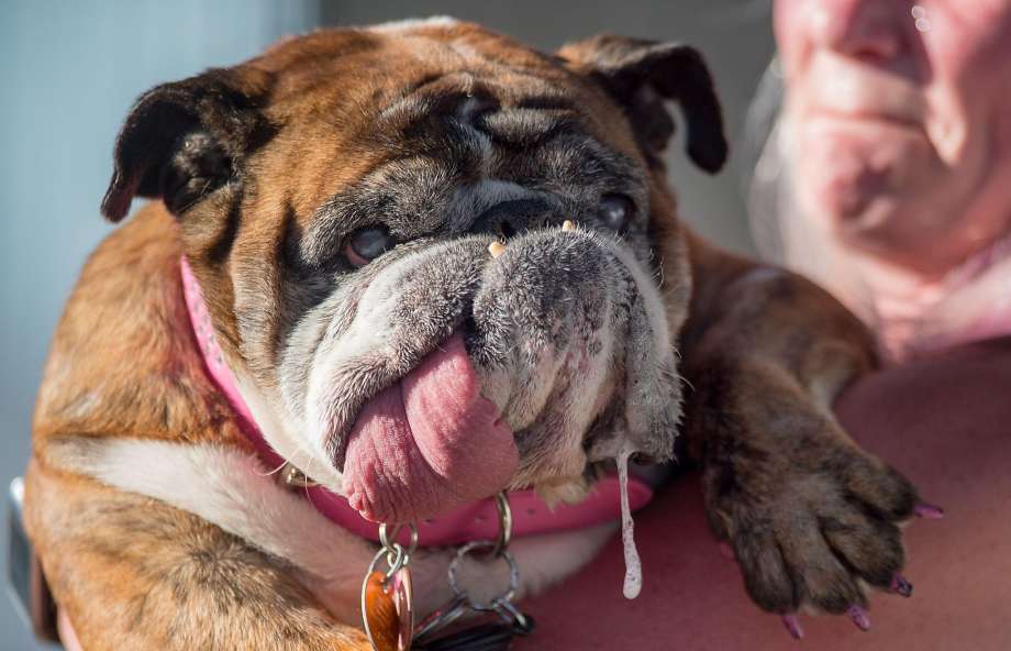 Tout juste élu, le chien le plus laid du monde Zsa Zsa est décédé