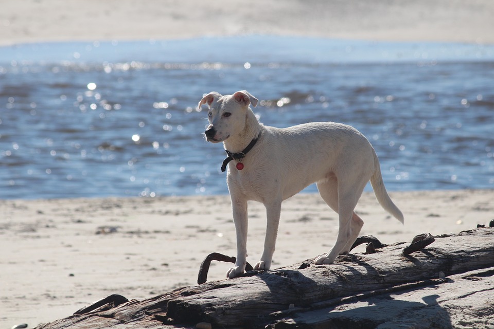 Quand un chien s'improvise babysitter à la plage !