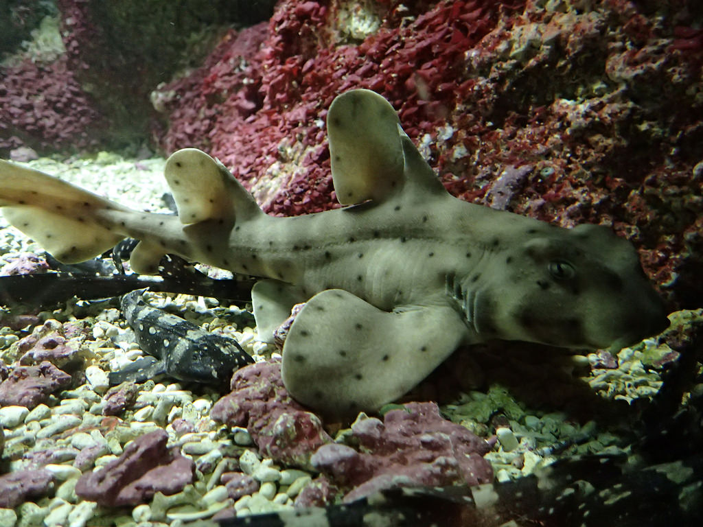 Texas : Un homme vole un requin à l’aide d’un landau