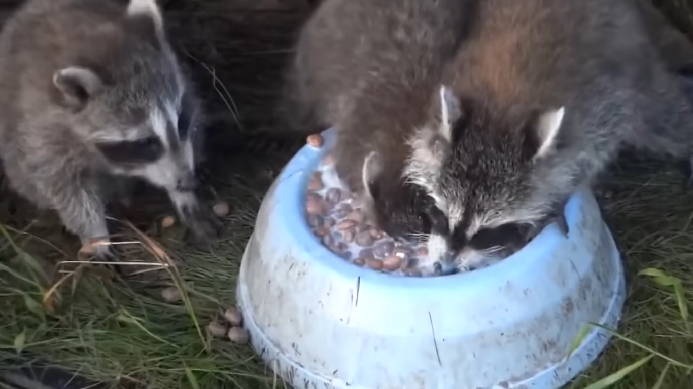 Un raton laveur boit du lait en apnée