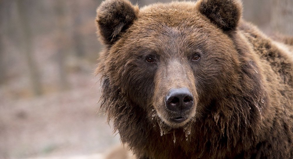 Enfermé dans une voiture, un ours casse une vitre pour s’en échapper