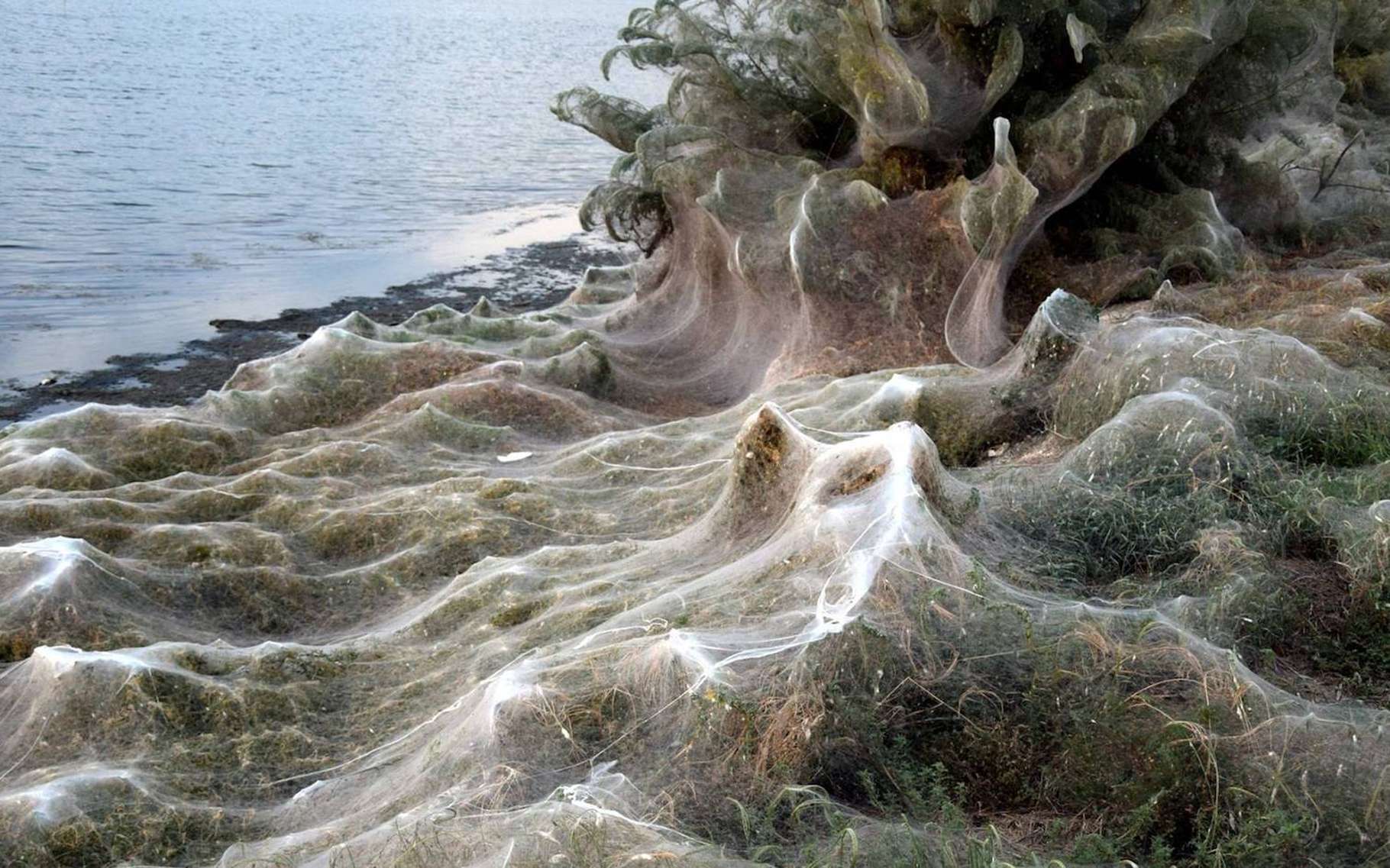 Grèce : Les images impressionnantes d’une plage recouverte de toiles d’araignée