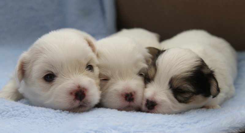 Pérou : Naissance d’un chiot à deux têtes