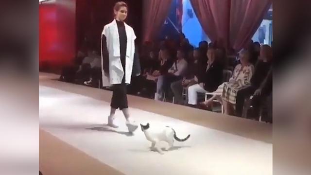 Un chat vole la vedette aux mannequins lors d’un défilé