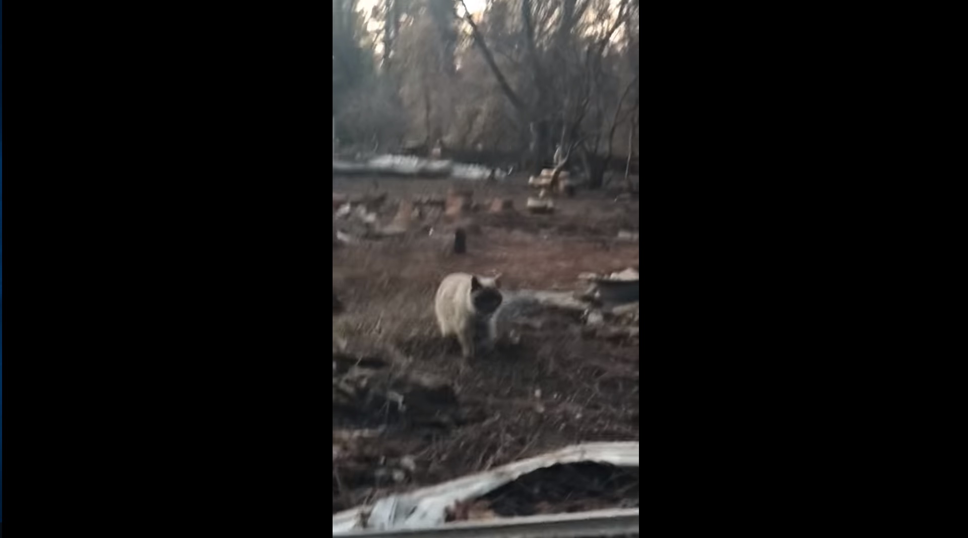 Incendies en Californie : Une habitante retrouve son chat dans les décombres un mois après !