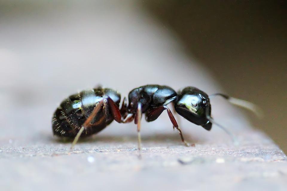 Les fourmis... ces envahisseuses