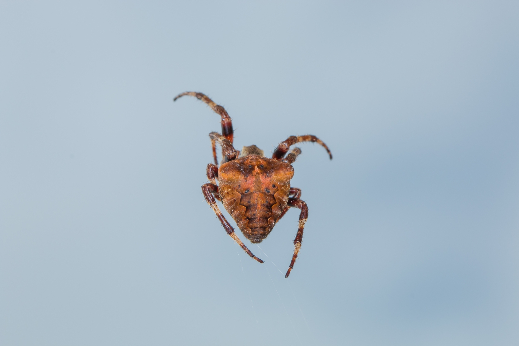 Une pluie d'araignées filmée dans le sud du Brésil