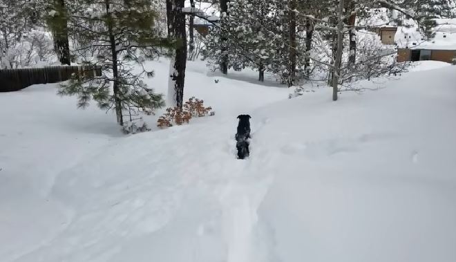 Un chien vient sauver son ami prisonnier dans la neige !