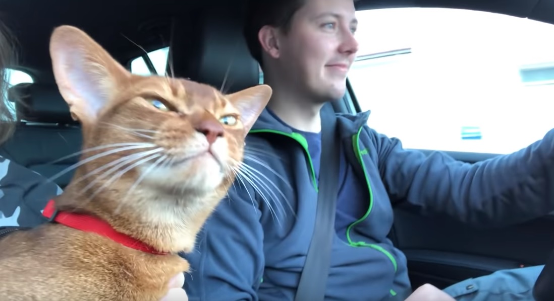 Trop mignon ! Ce petit chat pousse la chansonnette avec ses maîtres !