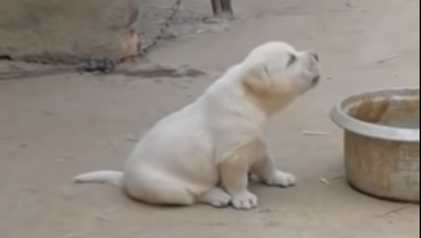 Ce chiot imite un coq... et il est juste adorable !