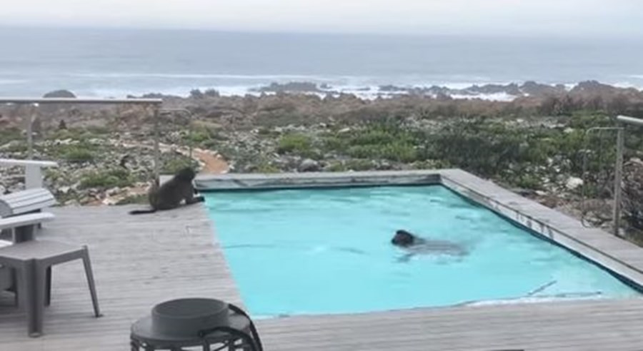 Deux babouins s’éclatent... au bord d’une piscine !