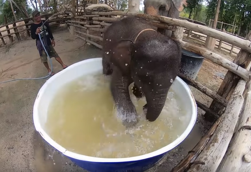 Un éléphanteau joue dans son bain... et il est craquant !