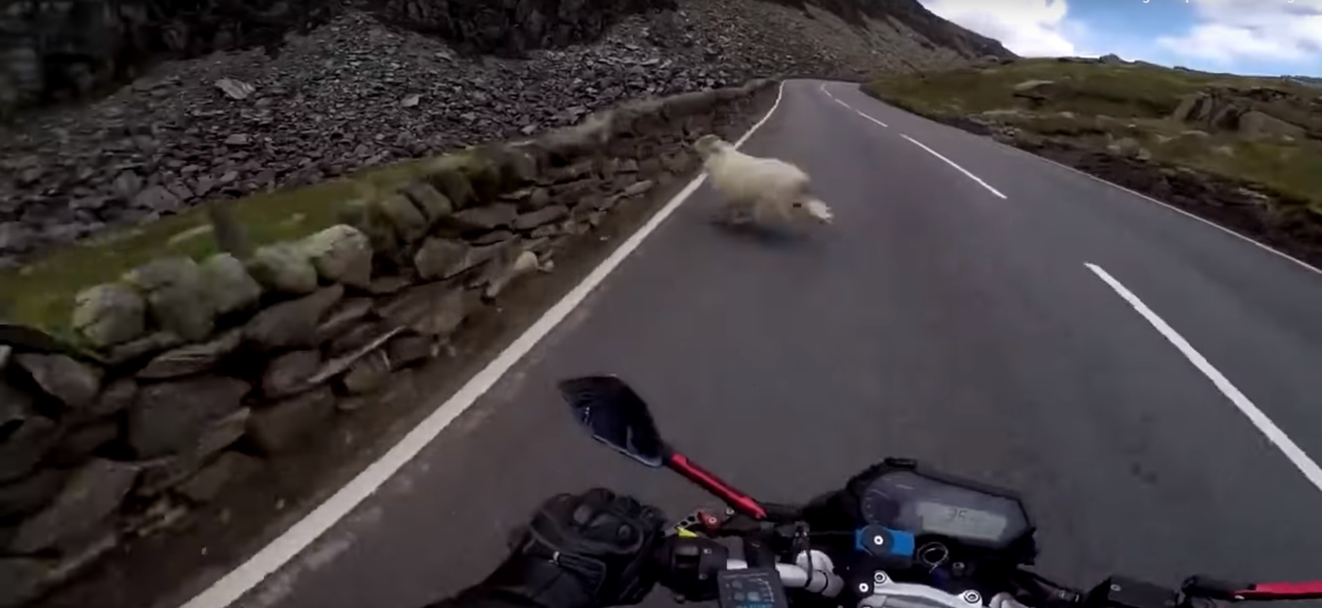 Un motard évite de justesse un mouton !