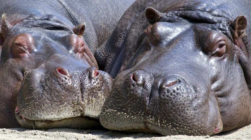 Un troupeau d’hippopotames interrompt un match de rugby