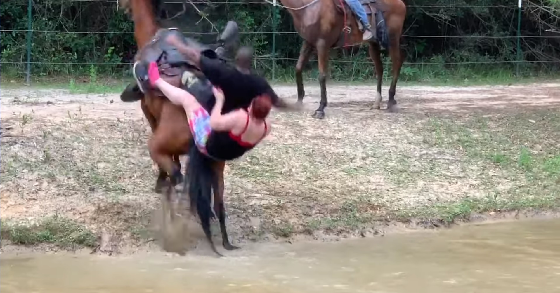 Un cheval pas très content de traverser une rivière se venge