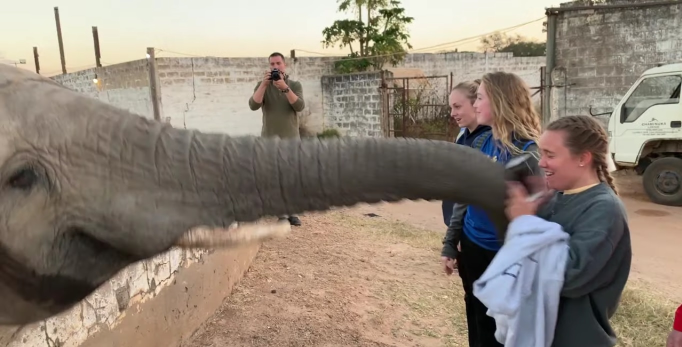 Un éléphant donne un violent coup de trompe à une étudiante