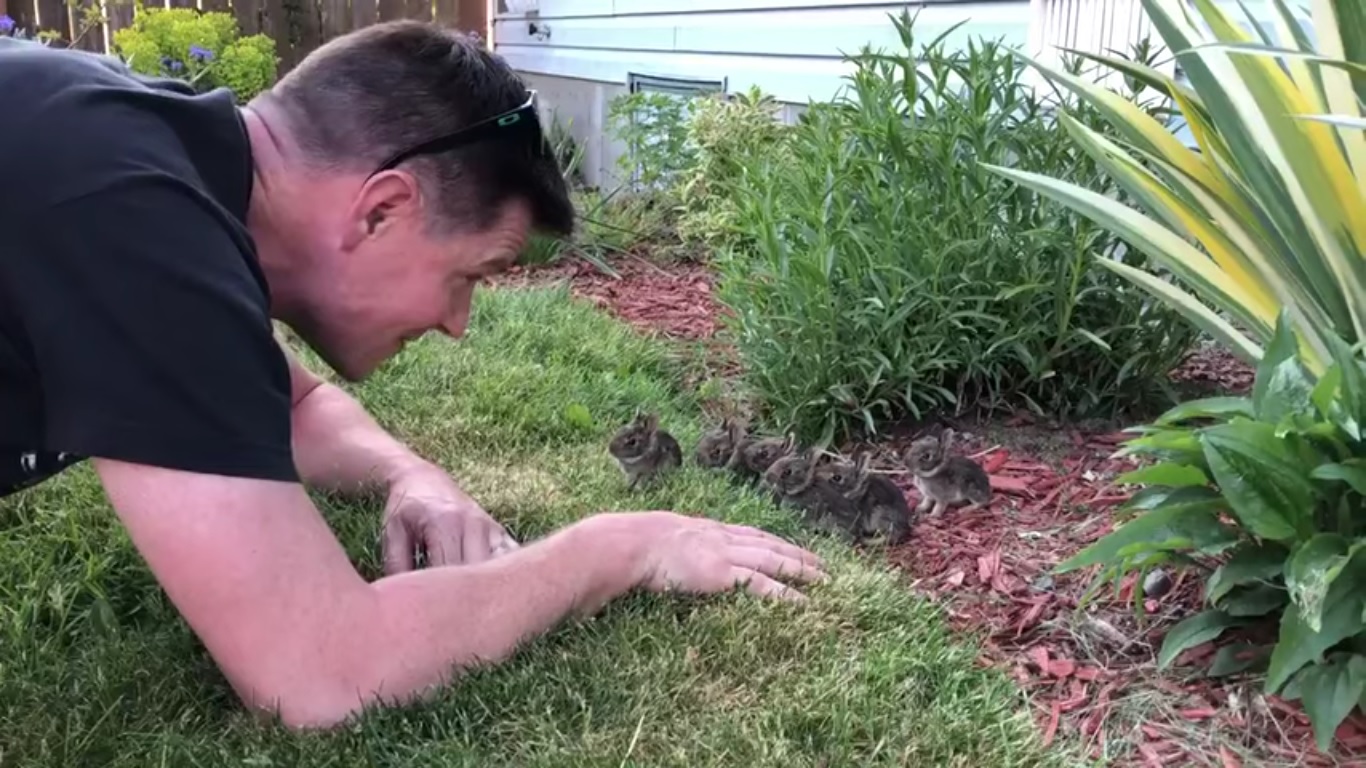 Un homme trouve des bébés lapins dans son jardin