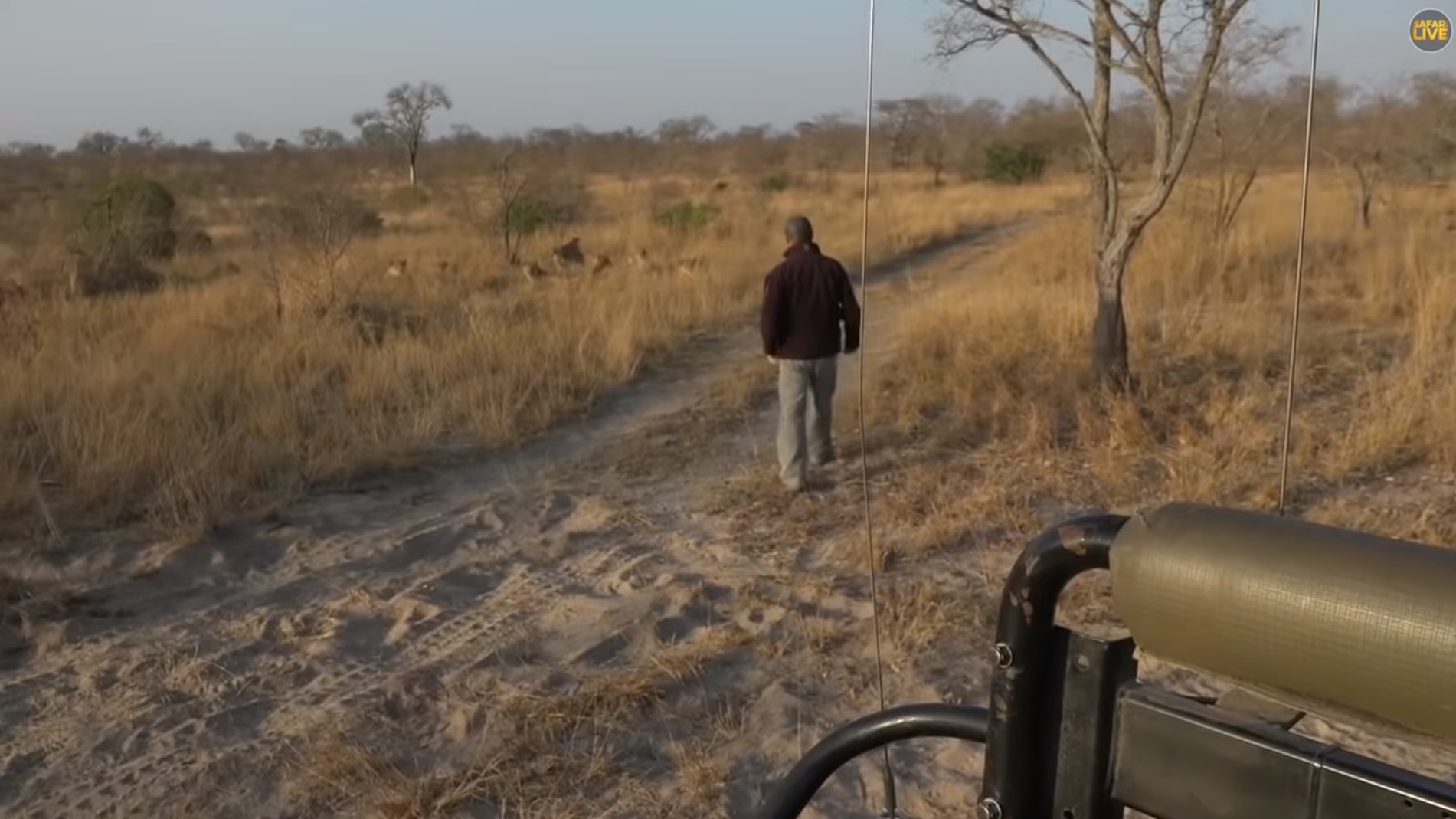 Alors qu'il tente de suivre des traces de lions, un ranger tombe nez à nez avec eux !