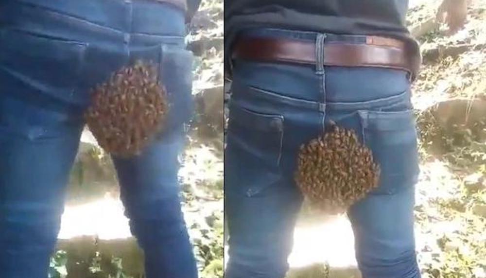 Inde : Un homme se retrouve avec un essaim d’abeilles collé aux fesses