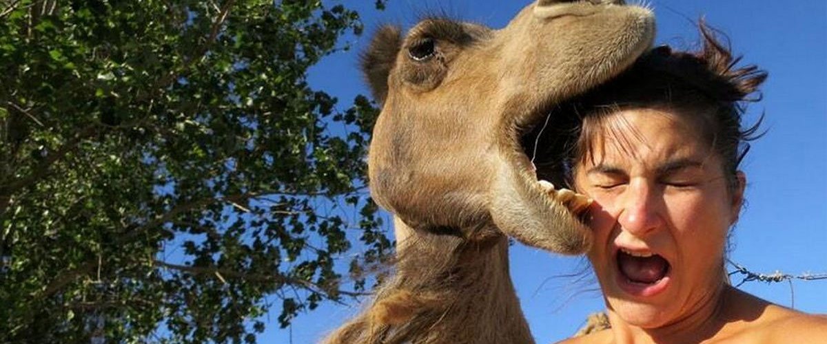 Oups ! Un dromadaire lui mange les cheveux !