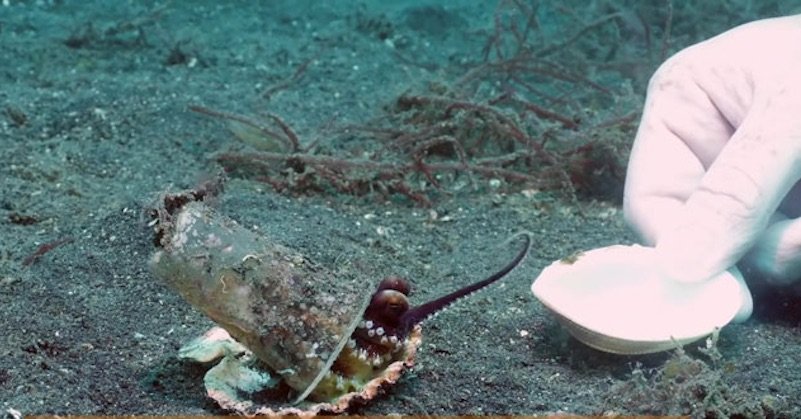 Pollution de l’eau : Une petite pieuvre s'était installée dans un gobelet en plastique