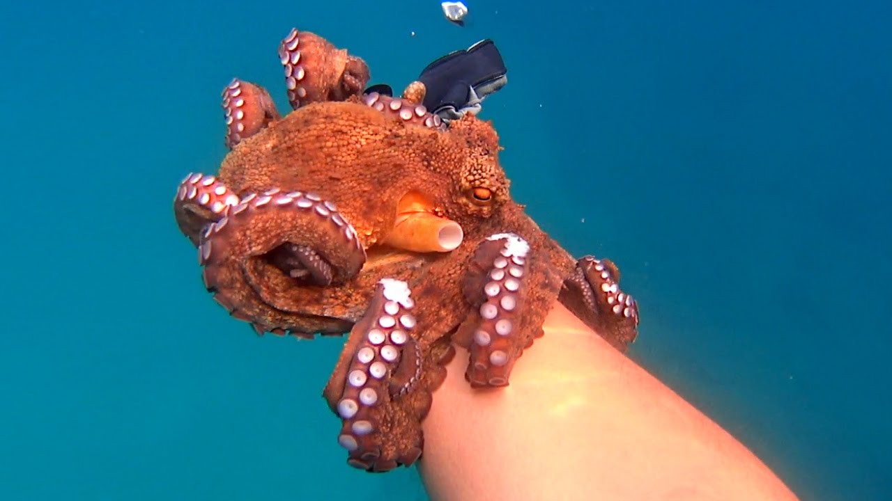 Une pieuvre tente de voler une GoPro