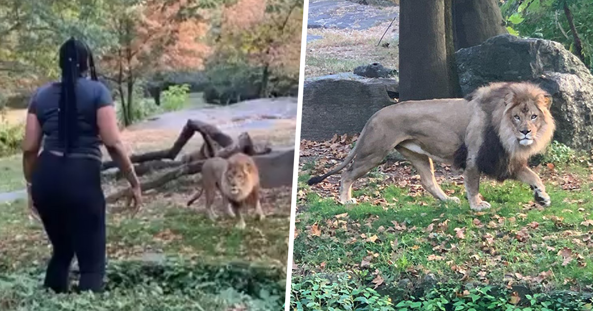 Zoo de New-York : Insouciante, une Américaine rentre dans l’enclos d’un lion