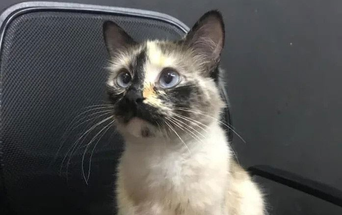 Un chat se jette sur un bébé pour lui sauver la vie