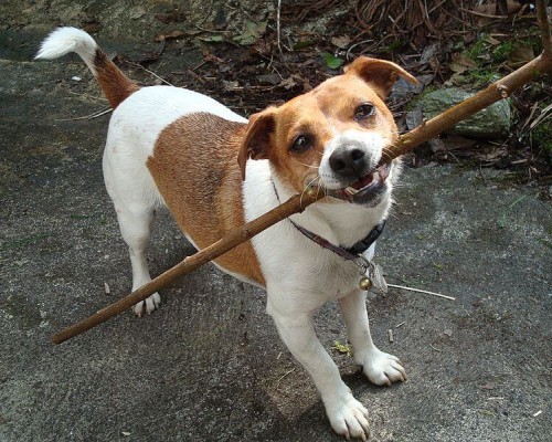 En allant chercher un bâton, ce chien est sans doute trop ambitieux !