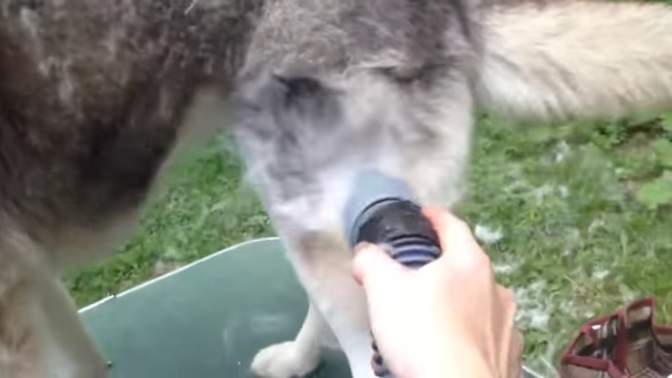 Voici le travail que représente la mue d'un Husky