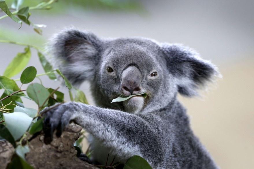 Australie : le geste très touchant d'une femme qui donne à boire à un koala