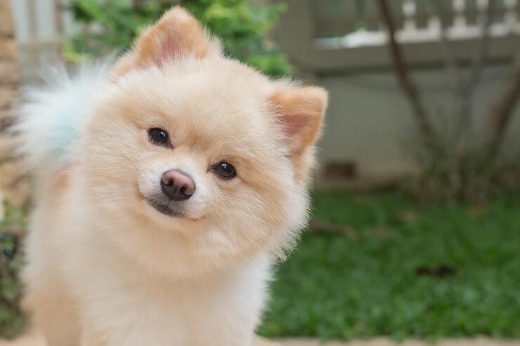 Ce chien devient fou à cause d'une musique très particulière !