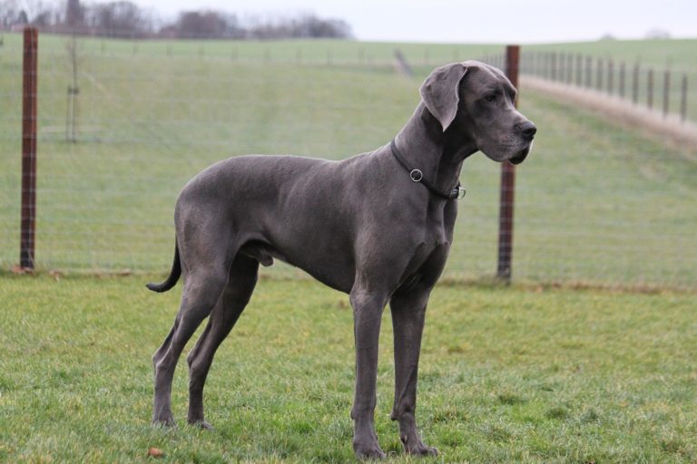 Ce chien imite à la perfection son maître