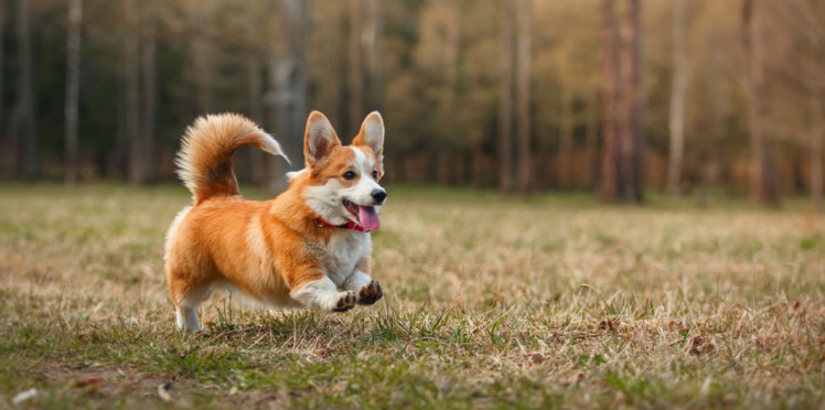 Ce corgi tellement mignon veut à tout prix faire la vaisselle