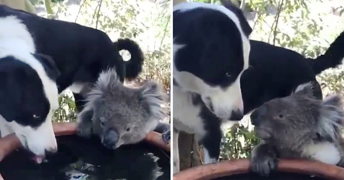 Cute : Un chien invite un koala assoiffé à boire de l’eau