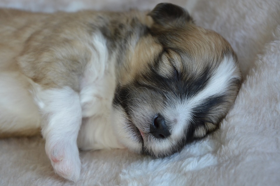 Cute : Un chiot bercé par une fillette s’endort dans ses bras